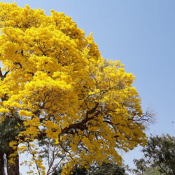 Imagens poéticas